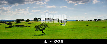 Gli alberi di sughero nelle vaste pianure di Alentejo, Portogallo Foto Stock