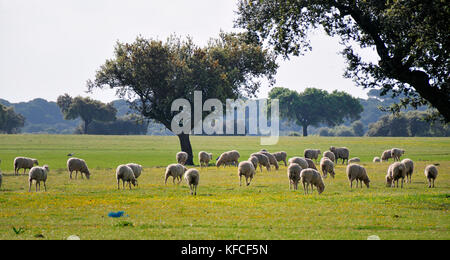 Lecci e un gregge di pecore in Alentejo, Portogallo Foto Stock
