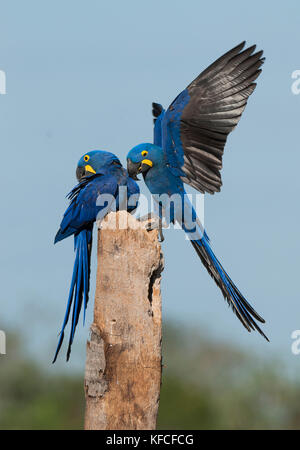 Ara Giacinto coppia nel pantanal Foto Stock