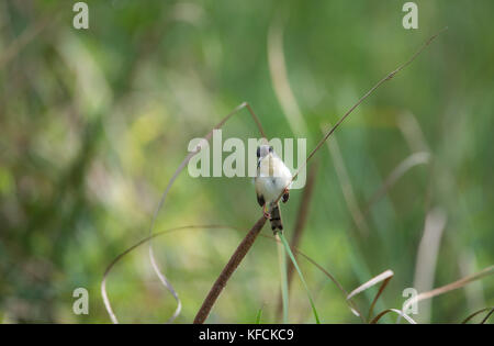 Un piccolo ashy prinia bird arroccato su una pianta di erba Foto Stock