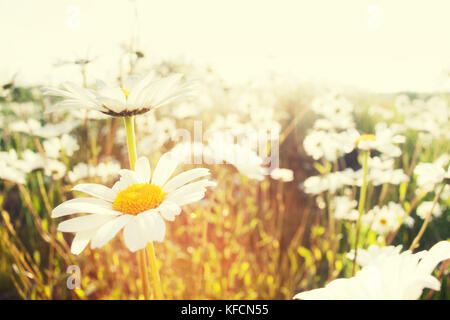 Leucanthemum vulgare o oxeye daisy (Margherita occhio di bue) retroilluminato splendidamente con il sole e la crescente selvatici in natura. Daisy bianca fiori sogno-simile effetto Foto Stock