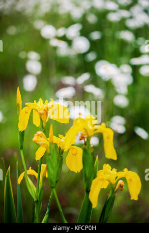 Iris pseudacorus o bandiera gialla iris crescere liberamente in natura. bella close-up immagine della bellezza nella natura con fiori selvaggi che vivono in ecosistema Foto Stock