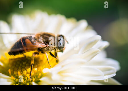 Diari delle api Foto Stock