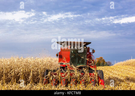 Un Case IH mietitrebbia emergente dalla stocchi mais durante la raccolta di mais di campo con una drammatica del cielo. Foto Stock