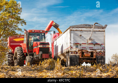 Un agricoltore scarica il mais da un carrello per cereali su un semirimorchio per il trasporto da un'azienda agricola del Wisconsin in una giornata di sole. Foto Stock