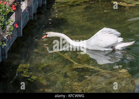 Il White Swan nel lago mosigo vicino a Dolomiti italiane scenario delle Alpi Foto Stock