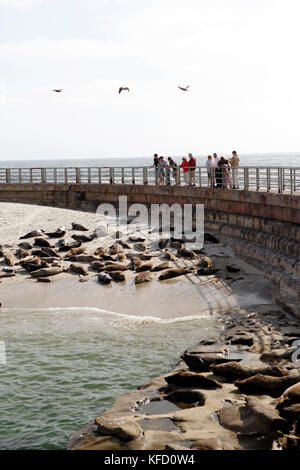 Stati Uniti, California, San Diego, un gruppo di guarnizioni di tenuta a prendere il sole in piscina per bambini spiaggia di La Jolla Foto Stock