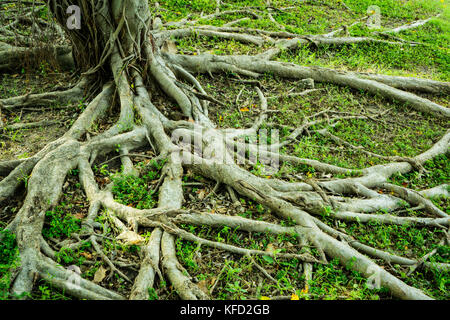 Prop radice del banyan tree e di erba verde con luce naturale Foto Stock