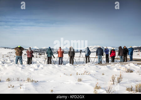 Stati Uniti d'America, Wyoming, il Parco Nazionale di Yellowstone, Wolf-watchers la linea sul lato di Blacktail Plateau unità consente di guardare un pacco, Blacktail deer Plateau Foto Stock