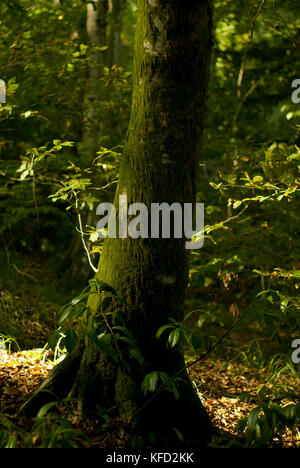Il tronco di tasso, coperto di muschio e avvolto di bindweed, nel soleggiato bosco di thicket Foto Stock