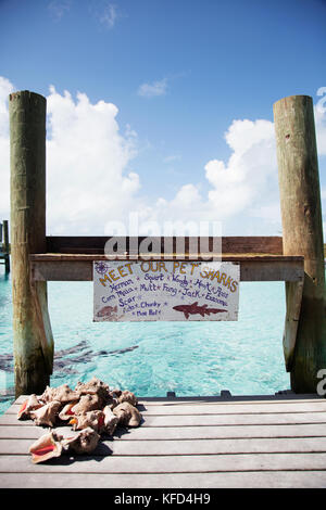 EXUMA, Bahamas. Nuoto con docile squalo nutrice alla bussola Marina Cay. Foto Stock