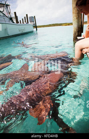 EXUMA, Bahamas. Nuoto con docile squalo nutrice alla bussola Marina Cay. Foto Stock