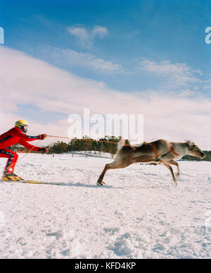 Finlandia, Hemet, artiche, una gara di renne durante un festival di Sami in Hemet. Foto Stock