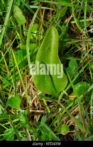 Adders-lingua Fern,'Ophioglossum vulgatum'.Found in vecchi prati. Indicatore di terra non provata.Giugno ad agosto, non comune. Somerset. REGNO UNITO. Foto Stock