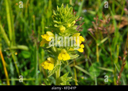 Yellow Bartsia 'Parentucellia viscosa Short, capelli appiccicosi, Yellow Flowed, fine estate ad autunno. Dune di sabbia, terra di rifiuti, Braunton. Devon Regno Unito, Foto Stock