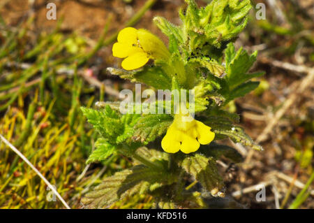 Yellow Bartsia 'Parentucellia viscosa Short, capelli appiccicosi, Yellow Flowed, fine estate ad autunno. Dune di sabbia, terra di rifiuti, Braunton. Devon Regno Unito Foto Stock