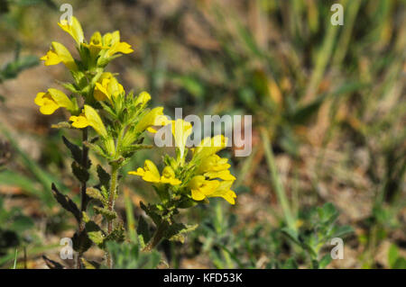 Yellow Bartsia 'Parentucellia viscosa Short, capelli appiccicosi, Yellow Flowed, fine estate ad autunno. Dune di sabbia, terra di rifiuti, Braunton. Devon Regno Unito Foto Stock