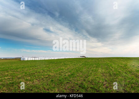 Silaggio rotola sul campo in autunno. Foto Stock