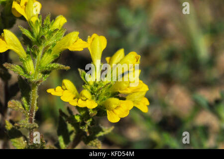 Yellow Bartsia 'Parentucellia viscosa Short, capelli appiccicosi, Yellow Flowed, fine estate ad autunno. Dune di sabbia, Braunton. Devon Regno Unito Foto Stock