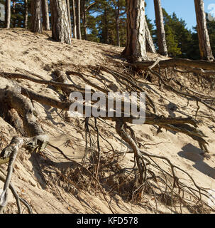 Crescono alberi di pino su una collina con grosse radici. Foto Stock