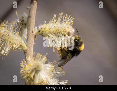 Primo piano di un calabrone su alimentazione willow fiorisce in primavera Foto Stock
