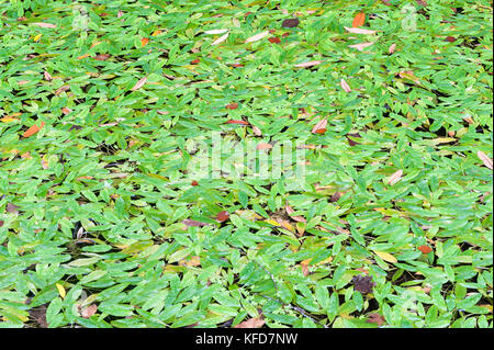 Crarae giardino, Inveraray, Scozia. Foglie galleggianti coprire un laghetto in autunno Foto Stock