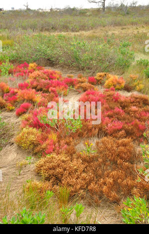 Un sacco di colore in questo delle zone umide costiere area della parte orientale degli Stati Uniti Foto Stock