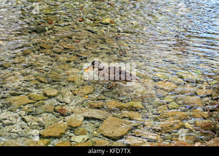 Piccola isola con willow sulle Fonti del Clitunno lago in Umbria. Foto Stock