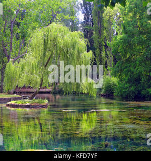 Piccola isola con willow sulle Fonti del Clitunno lago in Umbria. Foto Stock