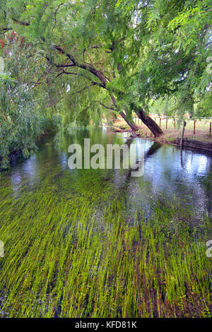 Piccola isola con willow sulle Fonti del Clitunno lago in Umbria. Foto Stock