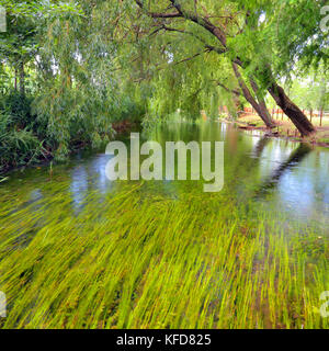 Piccola isola con willow sulle Fonti del Clitunno lago in Umbria. Foto Stock