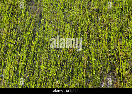 Piccola isola con willow sulle Fonti del Clitunno lago in Umbria. Foto Stock