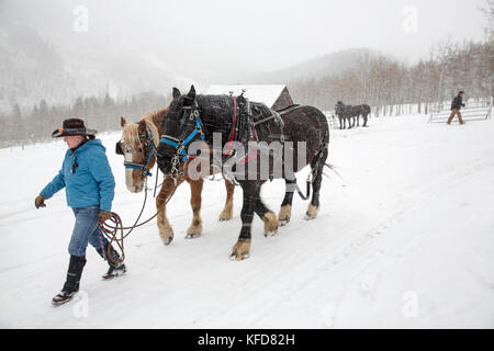 Stati Uniti d'America, colorado, Aspen, wrangler ali wade passeggiate al suo team di cavalli per collegarle alla slitta, Pine Creek cookhouse, ashcroft Foto Stock