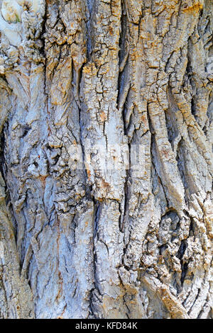 Piccola isola con willow sulle Fonti del Clitunno lago in Umbria. Foto Stock