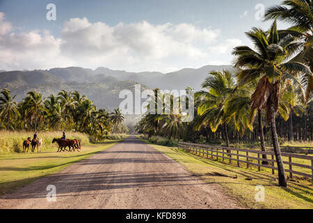 HAWAII, Oahu, North Shore, cavalli corrono lungo la strada a Dillingham Ranch in Waialua Foto Stock