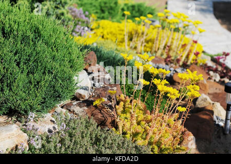 Fioritura di sedum su un colle alpino in primavera nel giardino Foto Stock