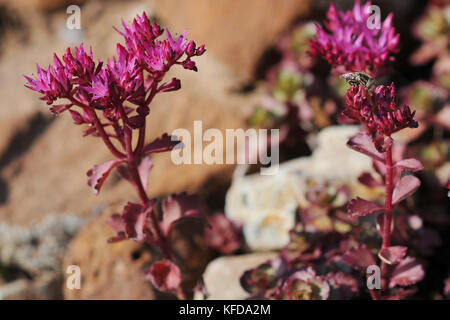 Fioritura di sedum su un colle alpino in primavera nel giardino Foto Stock