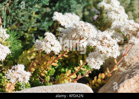 Fioritura di sedum su un colle alpino in primavera nel giardino Foto Stock