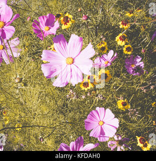 Vicino la disposizione di violetto giallo verde cosmea, cosmos fiori fiori con testine colorate su una boccola o la pianta nel giardino natura con foglie Foto Stock