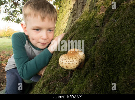 Bambino esaminando un fungo che cresce su un albero in un parco inglese. Foto Stock