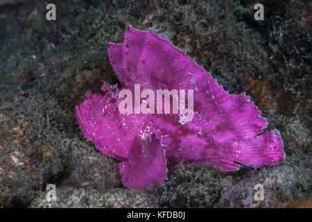 Rosa luminoso scorfani foglia (Taenianotus triacanthus) sta in agguato sul fondo del mare. La baia di Ambon, Indonesia. Foto Stock