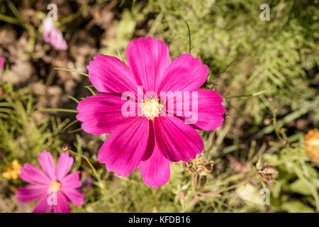 Vicino la disposizione di violetto giallo verde cosmea, cosmos fiori fiori con testine colorate su una boccola o la pianta nel giardino natura con foglie Foto Stock