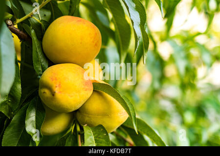 Pesche crescente tra il verde delle foglie Foto Stock