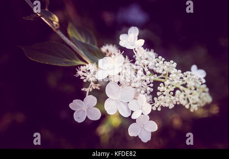 Fiori di colore bianco su un infiorescenza di hydrangea bretschneideri Foto Stock