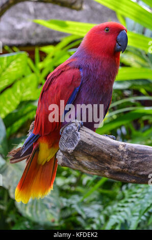 Close up red parrot appollaiato sul ramo di albero, isola di Bali, Indonesia. Foto Stock