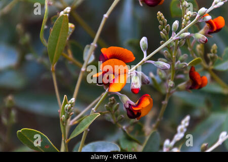 Flowering Chorizema sp., West MacDonnell Ranges National Park, Northern Territory, Australia Foto Stock