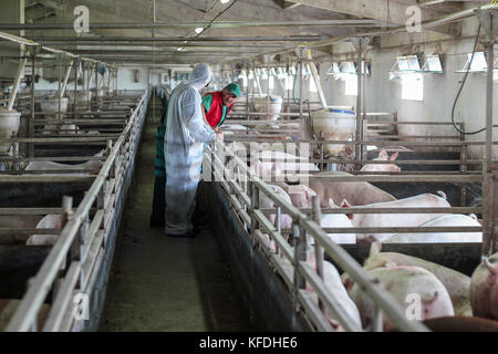 Allevatore e veterinario per discutere circa la salute degli animali su un moderno allevamento di suini. Medico Veterinario esaminando i suini in un allevamento di suini. Allevamento intensivo di suini. Foto Stock