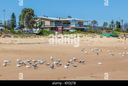 Australia, Nuovo Galles del Sud, Central Coast, Broken Bay, Umina Beach, sea gull raduno al Ocean Beach Surf Life saving Club Foto Stock