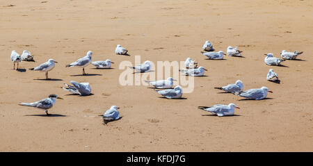 Australia, Nuovo Galles del Sud, Central Coast, Broken Bay, gabbiani e sterne appoggiata al umina Beach Foto Stock