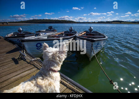 Westie cane guardando le barche attraccate al molo al bewl serbatoio acqua kent su un soleggiato blue sky giorno con soffici nuvole e sole riflessi nell'acqua Foto Stock